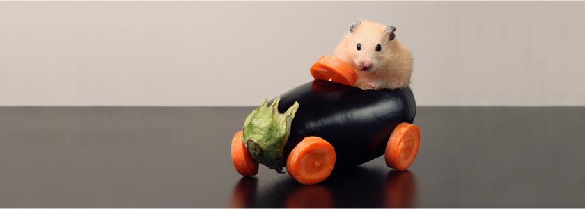 When CRISPR-edited, hamsters turn into angry, mutant hamsters hero image