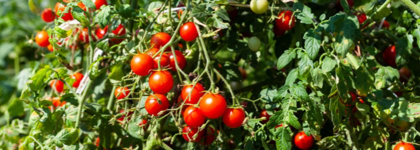 Genetically modified tomatoes add a dose of vitamin D hero image