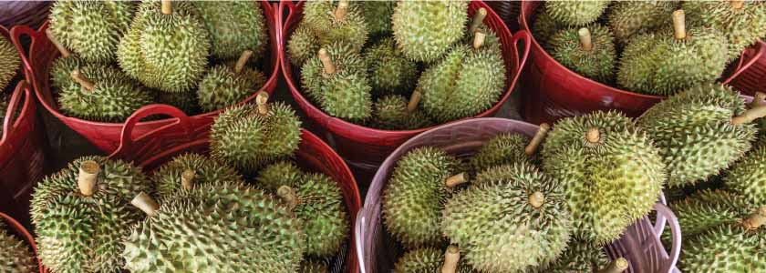 Why does durian smell so bad? hero image