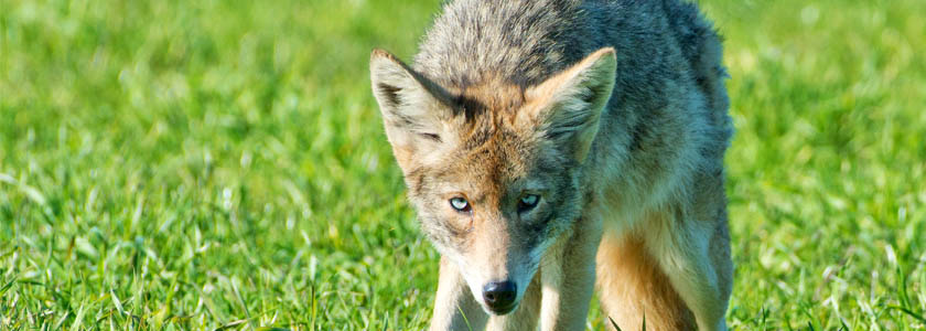 Blue-eyed genetically mutant coyotes: From the coast of California, a startling discovery  hero image