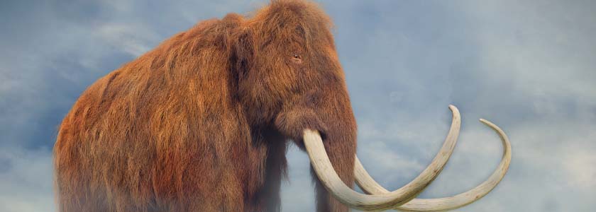 Dr. George Church's Woolly Mammoth Project  hero image