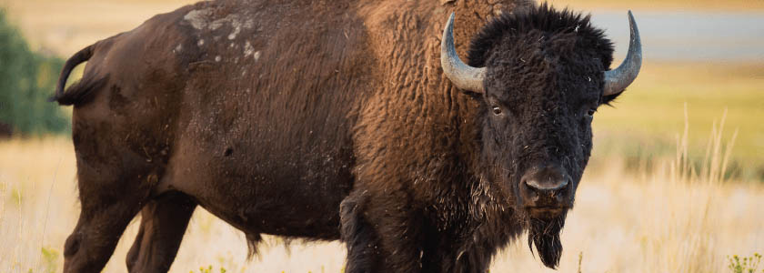 Genetically Pure American Bison: How Many Are Left? hero image