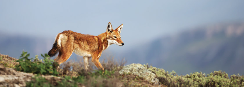 Genomics steps in to help preserve Africa’s rarest carnivore—the Ethiopian wolf hero image