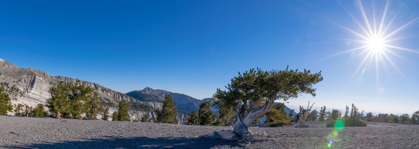 Why do bristlecone pines live so dang long? It may be in their DNA hero image