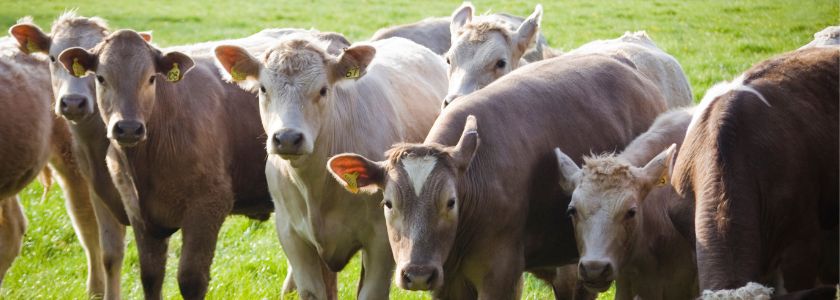 CRISPR produces a calf resistant to a major killer hero image