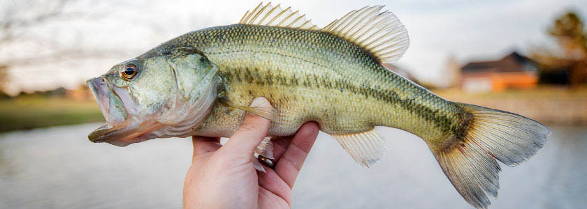 Among largemouth bass, wild and hatchery populations fight for genetic dominance hero image