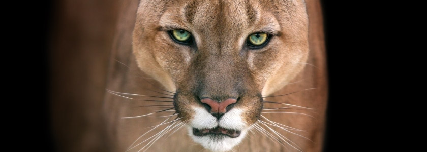 Southern California’s mountain lions face long-term survival challenges hero image