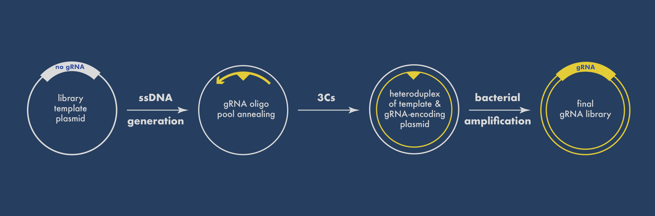 3Cs CRISPR screening preparation with pooled DNA oligos 3Cs CRISPR screening preparation with pooled DNA oligos