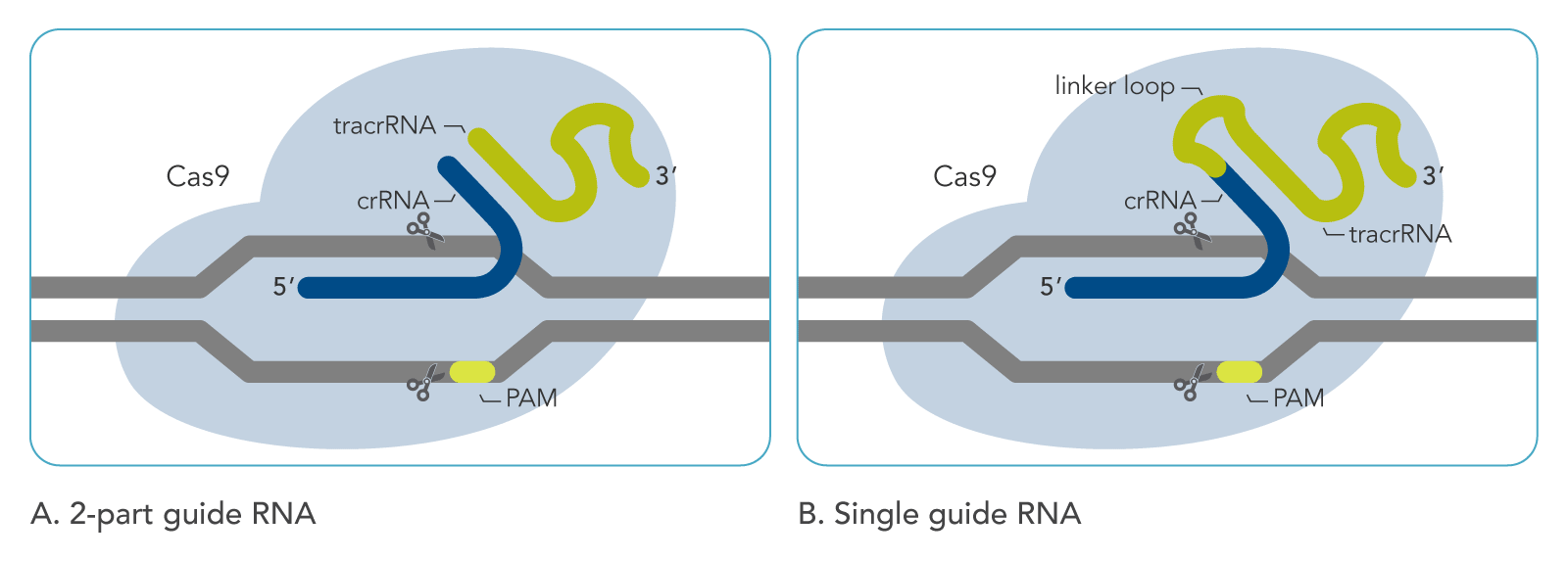  Comparison of synthetic tracrRNA:crRNA and sgRNA