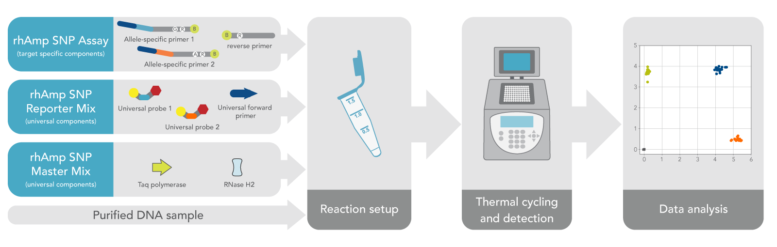 rhAmp SNP Genotyping System Workflow rhAmp SNP Genotyping System Workflow