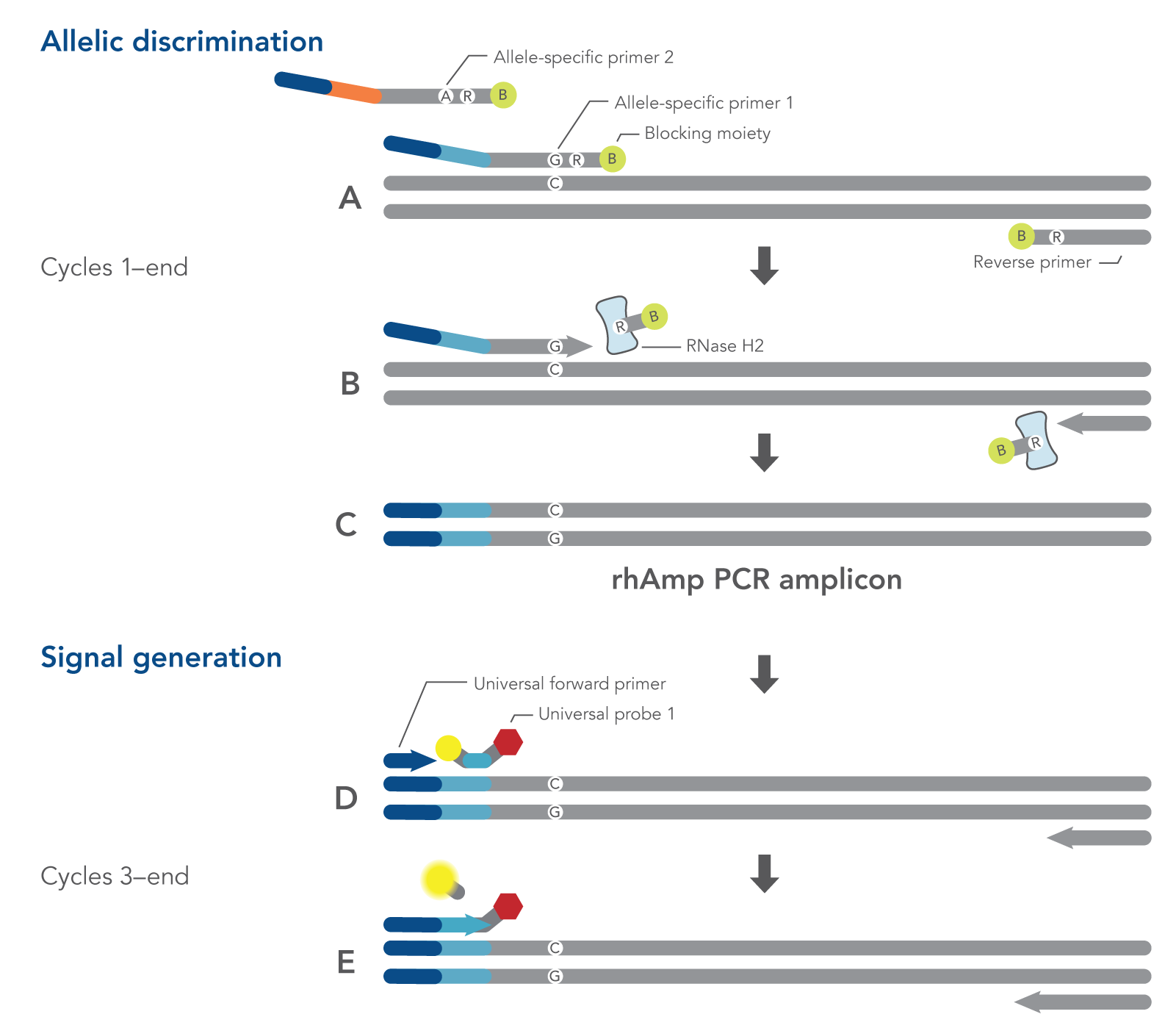 Schematic representation of rhAmp SNP genotyping PCR Schematic representation of rhAmp SNP genotyping PCR
