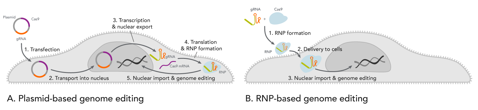 CRISPR plasmid transfection slows genome editing compared to direct RNP introduction.