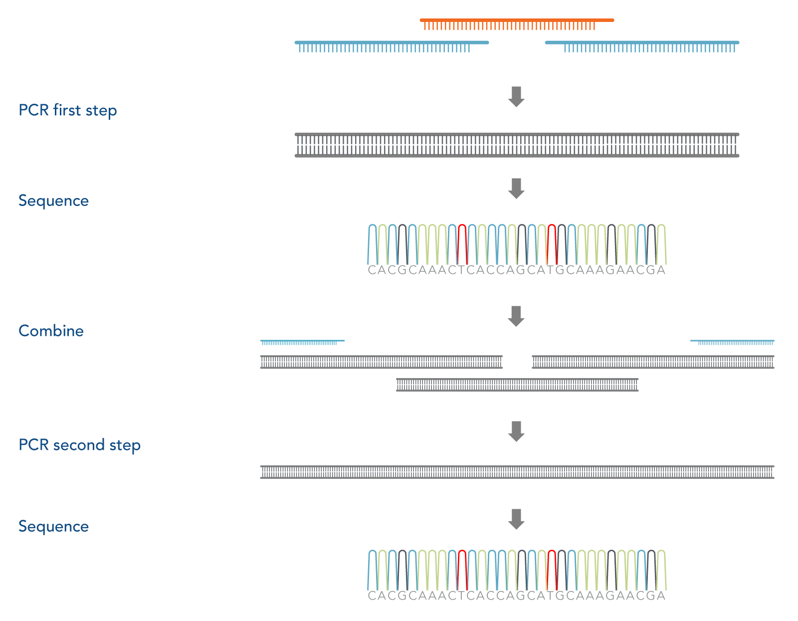 20_QP_Figure_DECODED_4437 Two-step assembly PCR for cloning