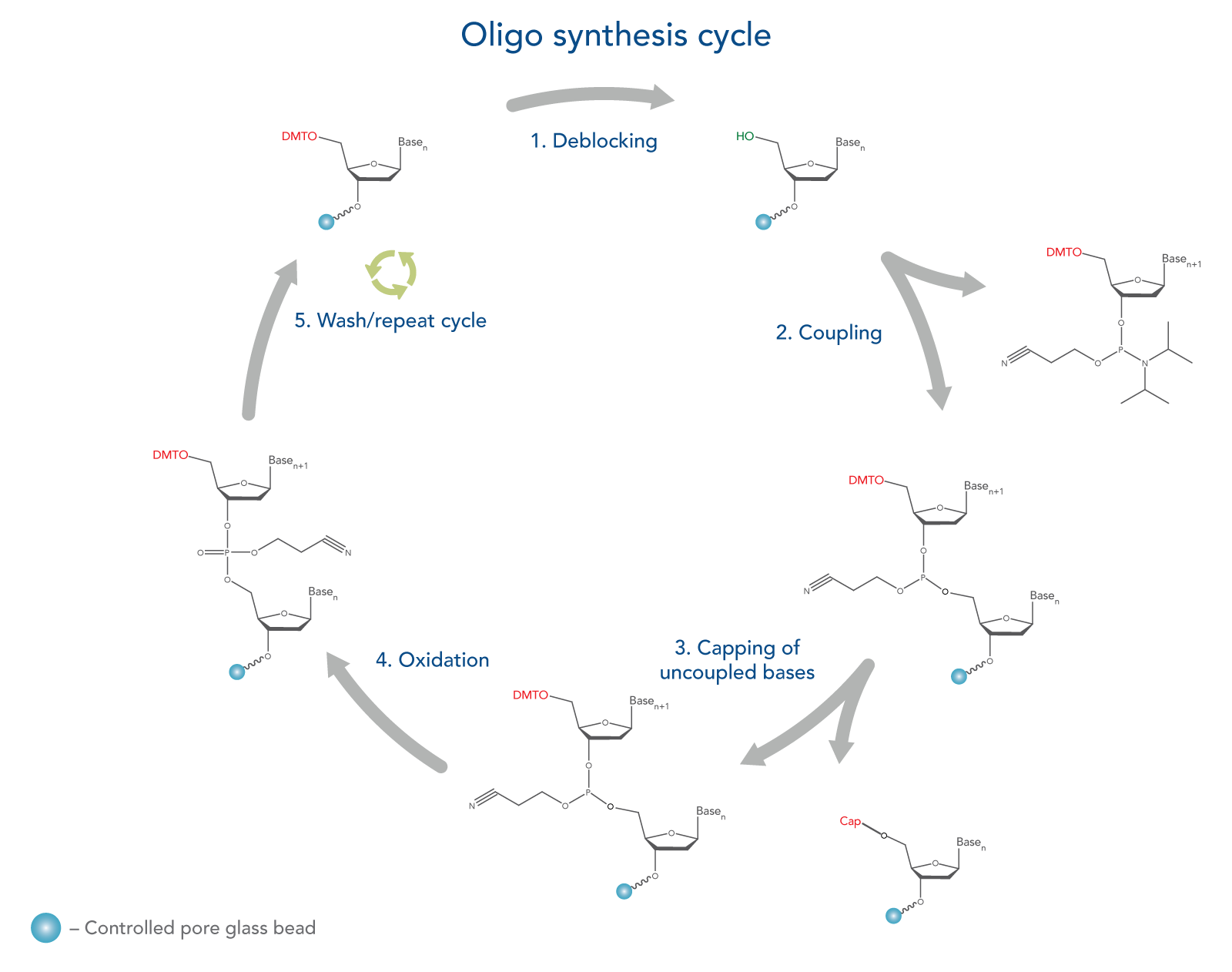 Phosphoramidite oligo synthesis