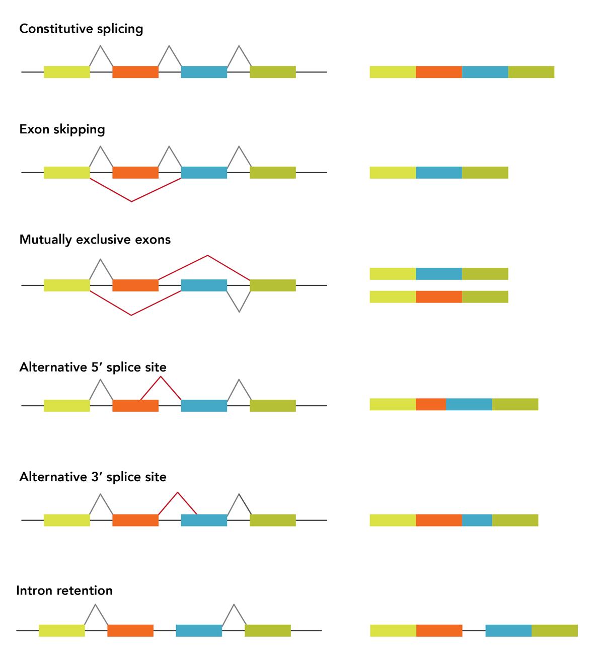 D-GE16LT-targetsel-F1 alternative_splicing_v1