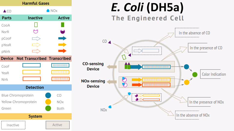 D-SB17RP-peshawar-F2 art163-RP-SynBio-Peshwar iGEM-Fig2