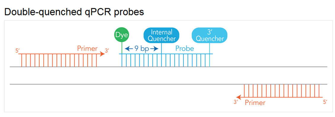 D-PCR17LT-qpcr probes-F1 art177-LT-PCR-Converting Probes-Fig1