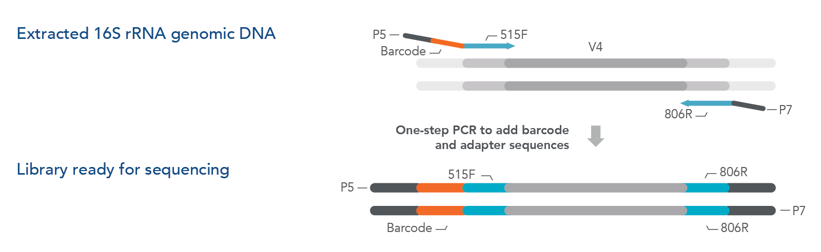 D-OLI17PS-16SrRNAindexedprimers-F1B art190-MH-16S primers_Fig1B