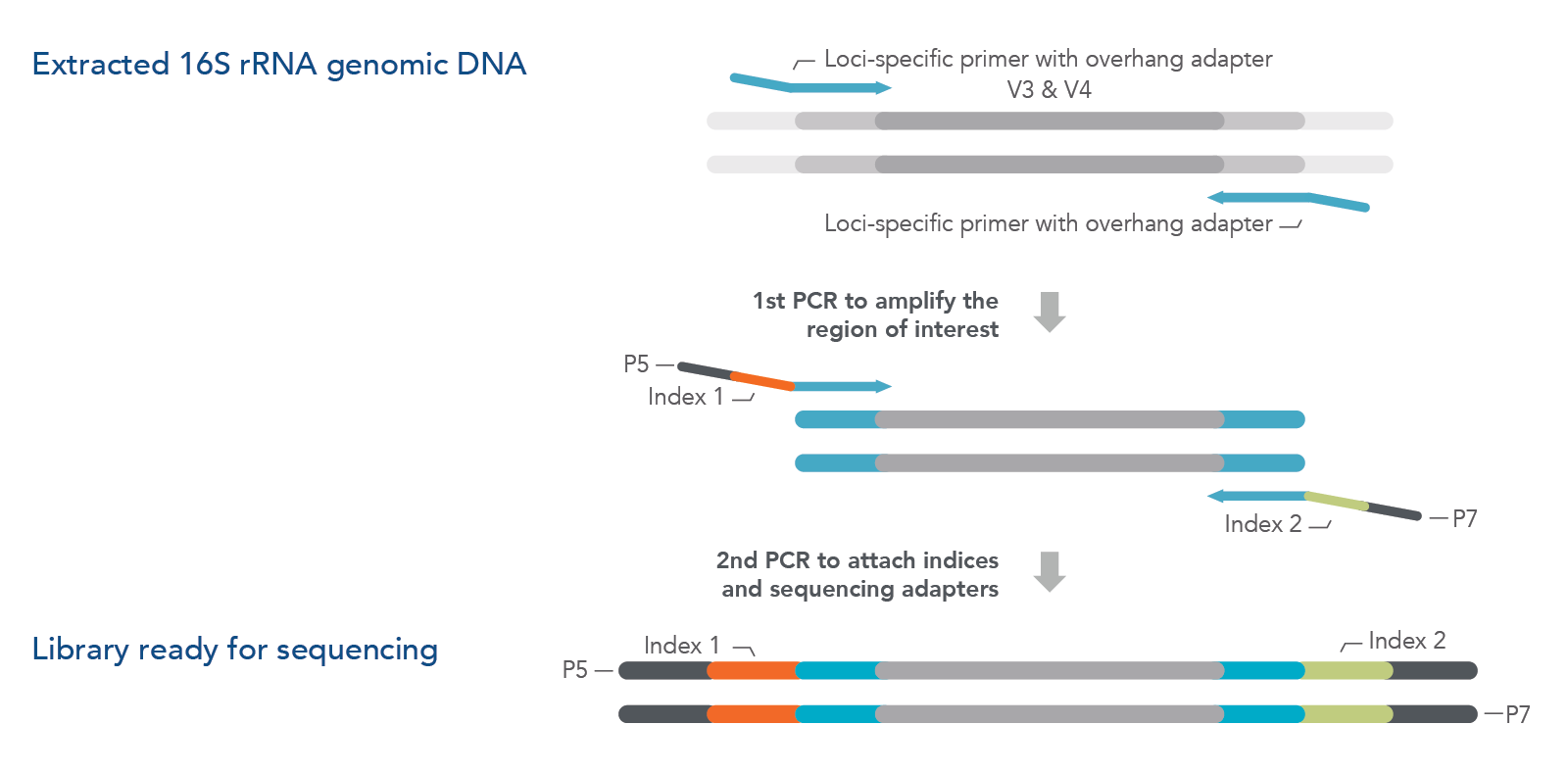 16S rRNA primer designs and amplification strategies IDT