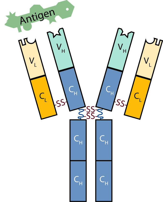 D-SB12RP-vigneault-F1 art5–YR-Vigneault-Fig 1