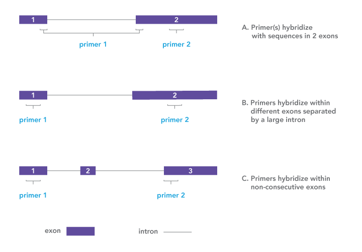 D-PCR16LT-splicejunc-F2 Art52-Fig1-New-Schematic-Request_Maureen_v3