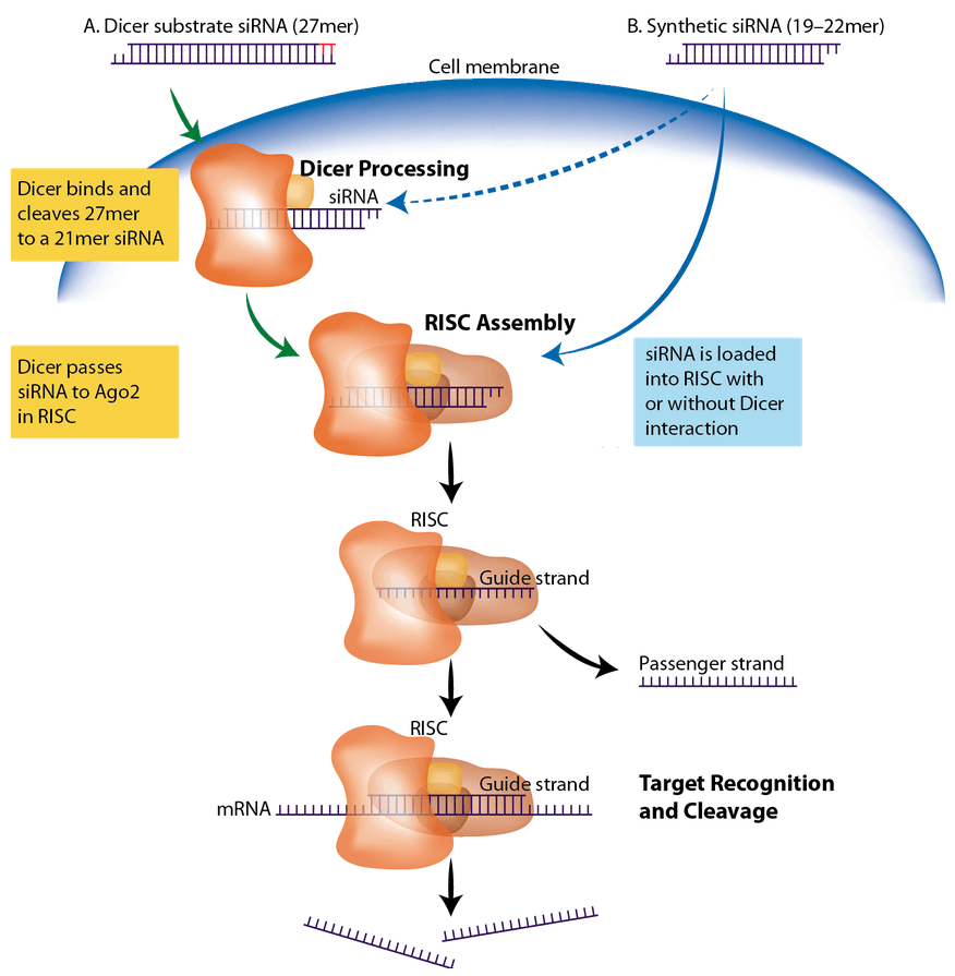D-FG15CC-rnai-F1 art75-CC-antisense_Fig1