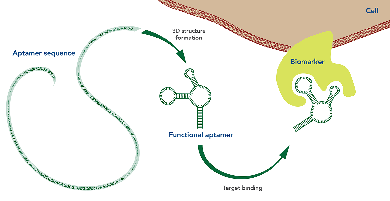 D-FG16CC-apatmer-F1 art99-CC-aptamers-Fig1