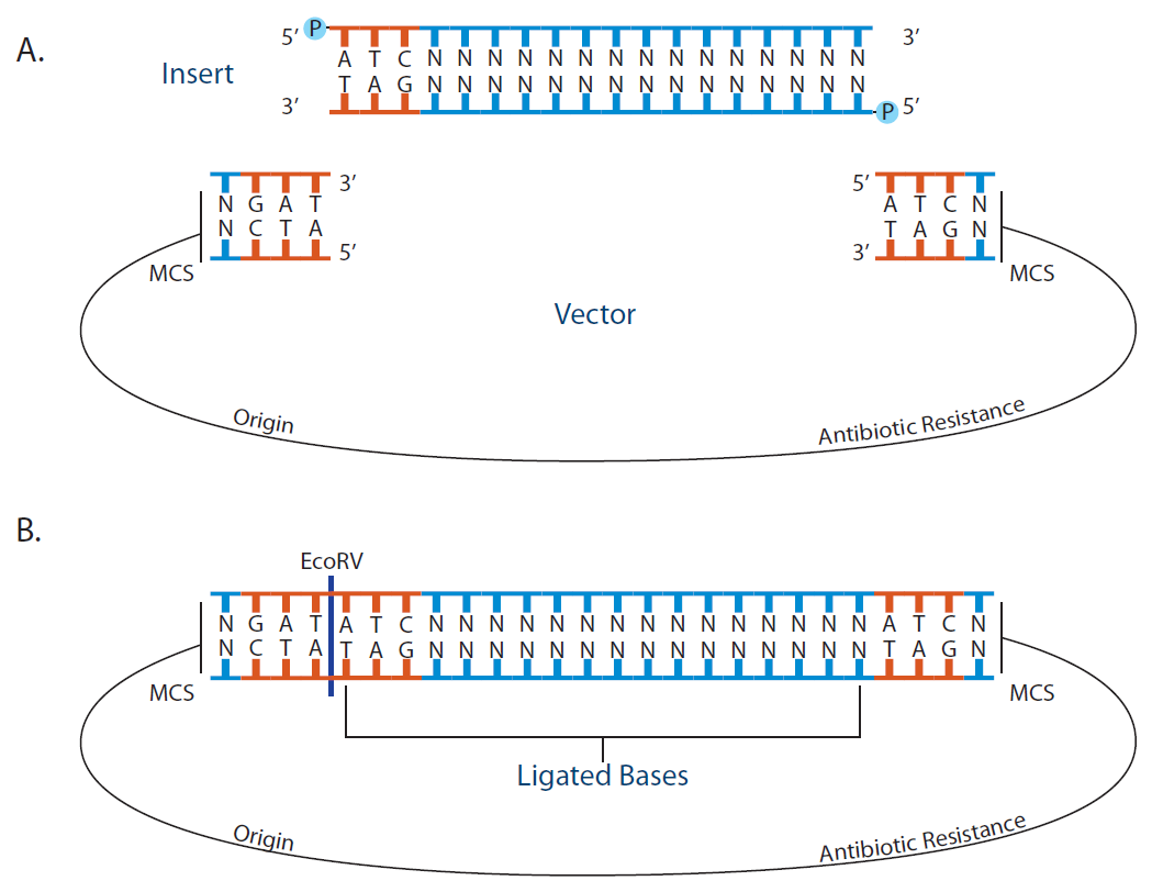 D-SB12LT-bluntend-F1 Blunt end dna cloning and ligation using EcoRV and dephosphorylated vectors.