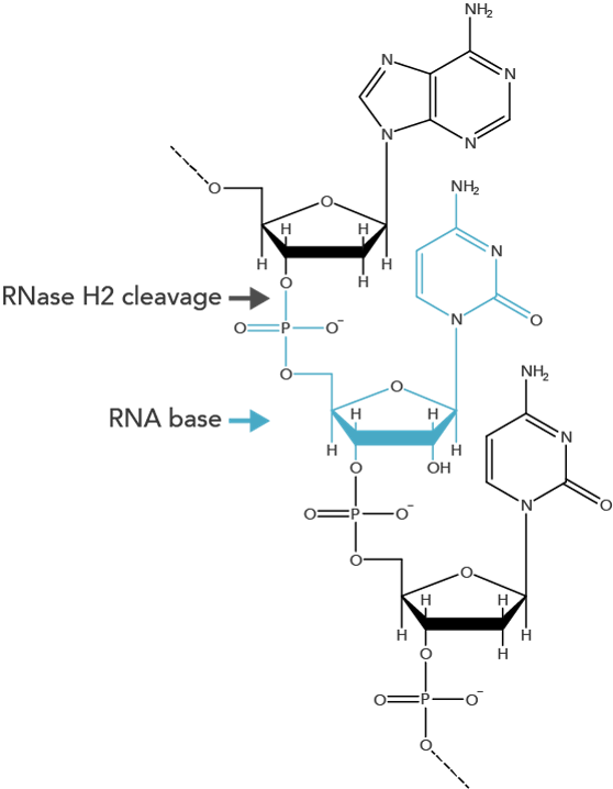 d-pcr17cc-rhampgenotyping-f1 d-pcr17cc-rhampgenotyping-f1
