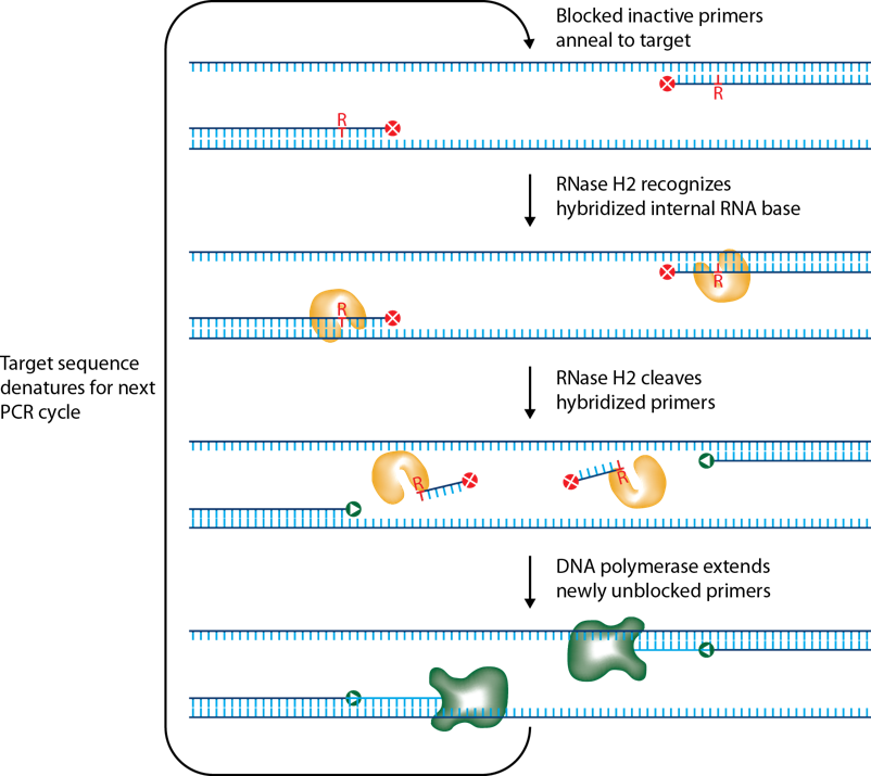 d-pcr17cc-rhampgenotyping-f2 d-pcr17cc-rhampgenotyping-f2