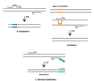 D-SB15CC-improvements-F1 D2.1-CC-Mutagenesis Fig1