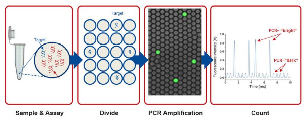 D-PCR13CC-dpcr-F1 D3.4-CC-dPCR Fig1