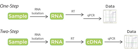 D-PCR11CC-RT qPCR-F1 dcd13_CCstart_fig1