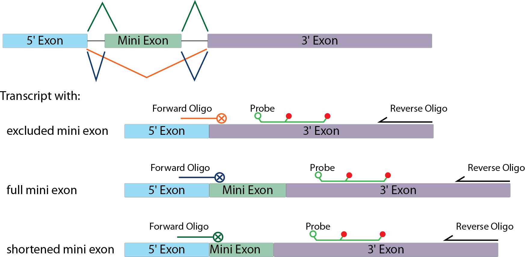 D-PCR14RP-rhpcr-F2 DO-art1-YR-Maxeiner-Fig2