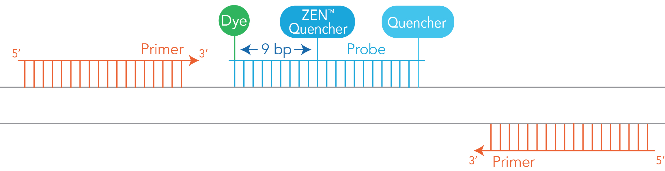Positioning of ZEN Internal Quencher within double-quenched probe.