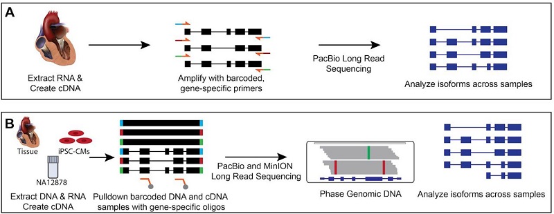 Strategies for investigating alternative splicing and phasing in cardiovascular disease genes