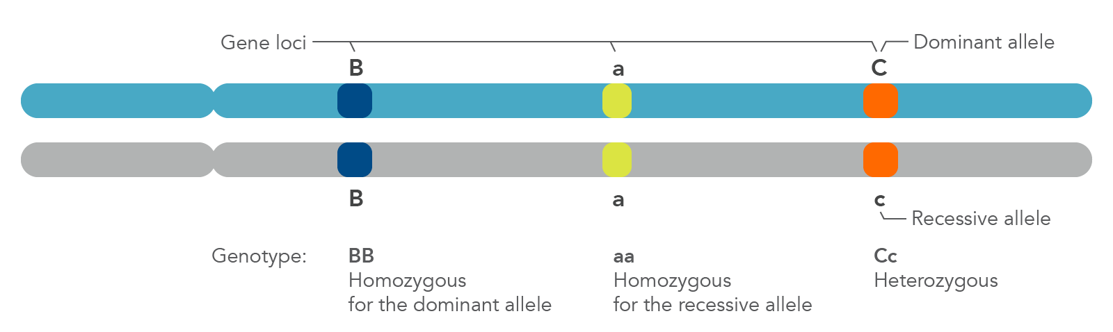 Zygosity is defined by whether a genotype is homozygous (dominant or recessive) or heterozygous.