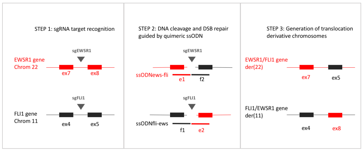 SB18RP-translocation-F1 SB18RP-translocation-F1