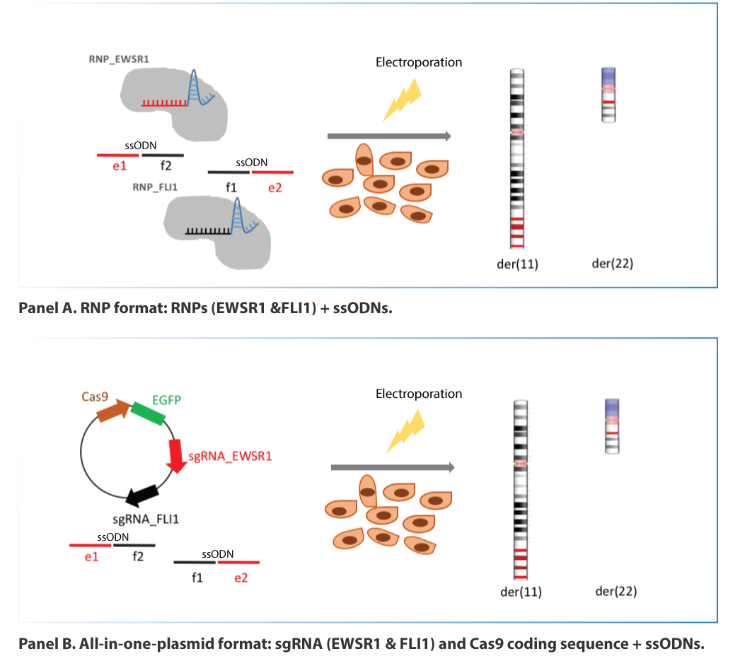 SB18RP-translocation-F2 SB18RP-translocation-F2