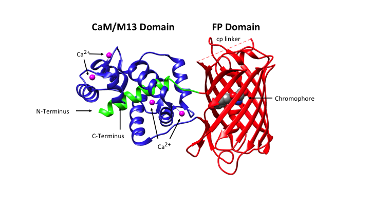 D-SB15RP-biosensor-F1 Slide1