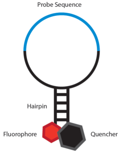 D-OLI12RP-molbeacon-F1 YR - Molecular Beacons_Fig 1