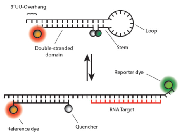 D-OLI12RP-molbeacon-F2 YR - Molecular Beacons_Fig 2
