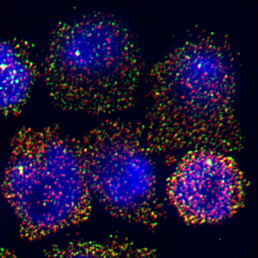 D-OLI12RP-molbeacon-F3 yr-molecular-beacons_fig-3_v2