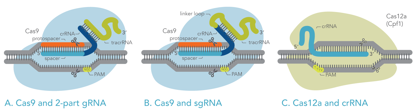 Schematic of Cas9 and Cas12a with their guide RNAs