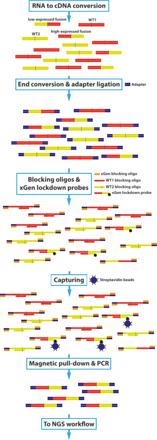 Schematic overview of the NGS MRD fusion gene detection assay Schematic overview of the NGS MRD fusion gene detection assay