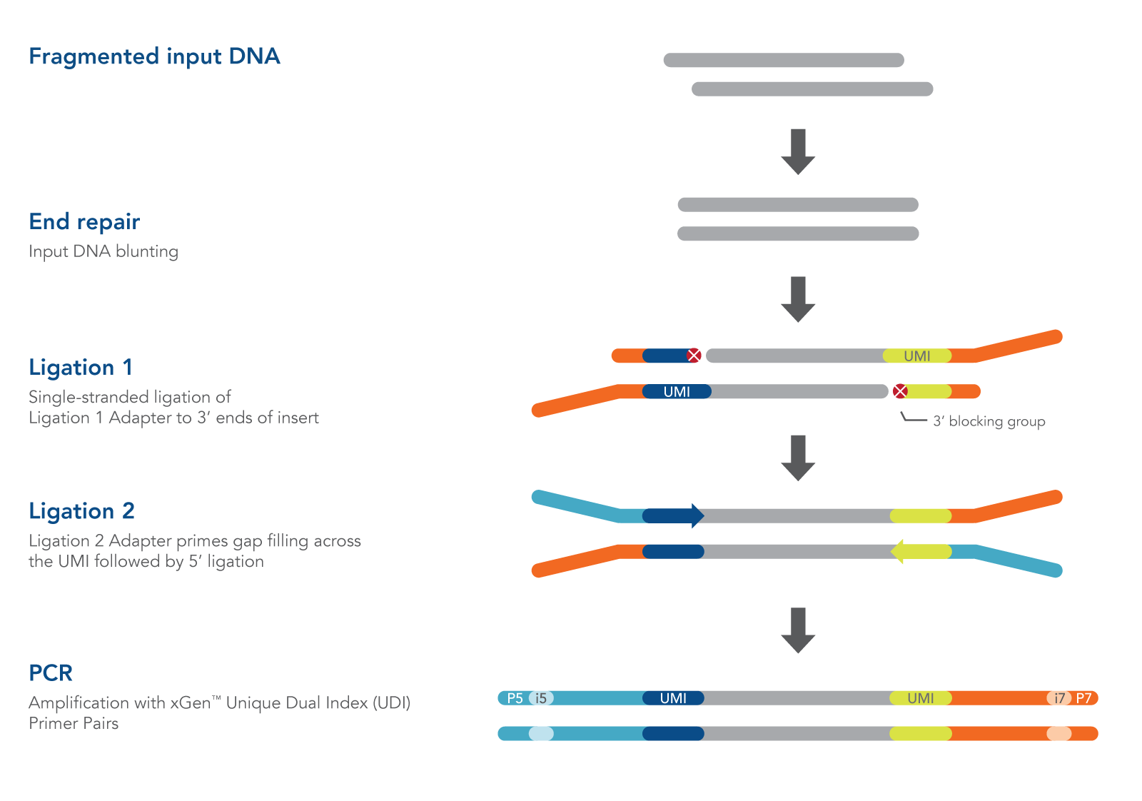 Workflow for the xGen cfDNA & FFPE DNA Library Prep Kit.