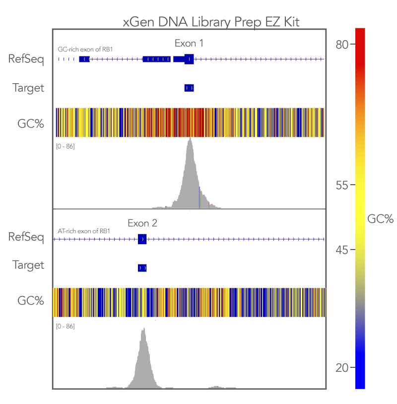 High quality whole exome sequencing for GC and AT rich regions.