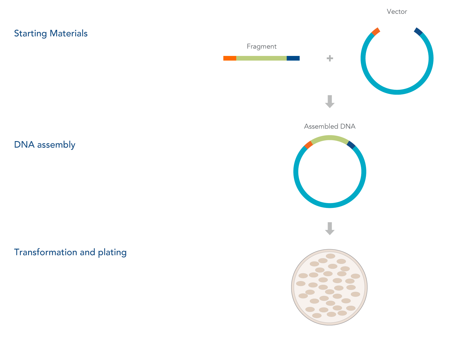 DNA Cloning With Synthetic DNA Fragments | IDT