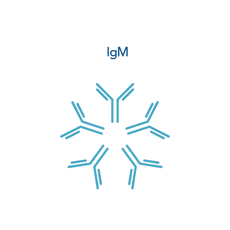 22_GF_Figures_Types of Antibodies_IgM