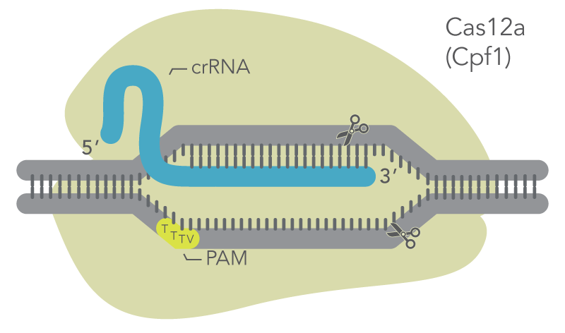 Cas12a mechanism: Cas12a binds to crRNA which targets a genomic site